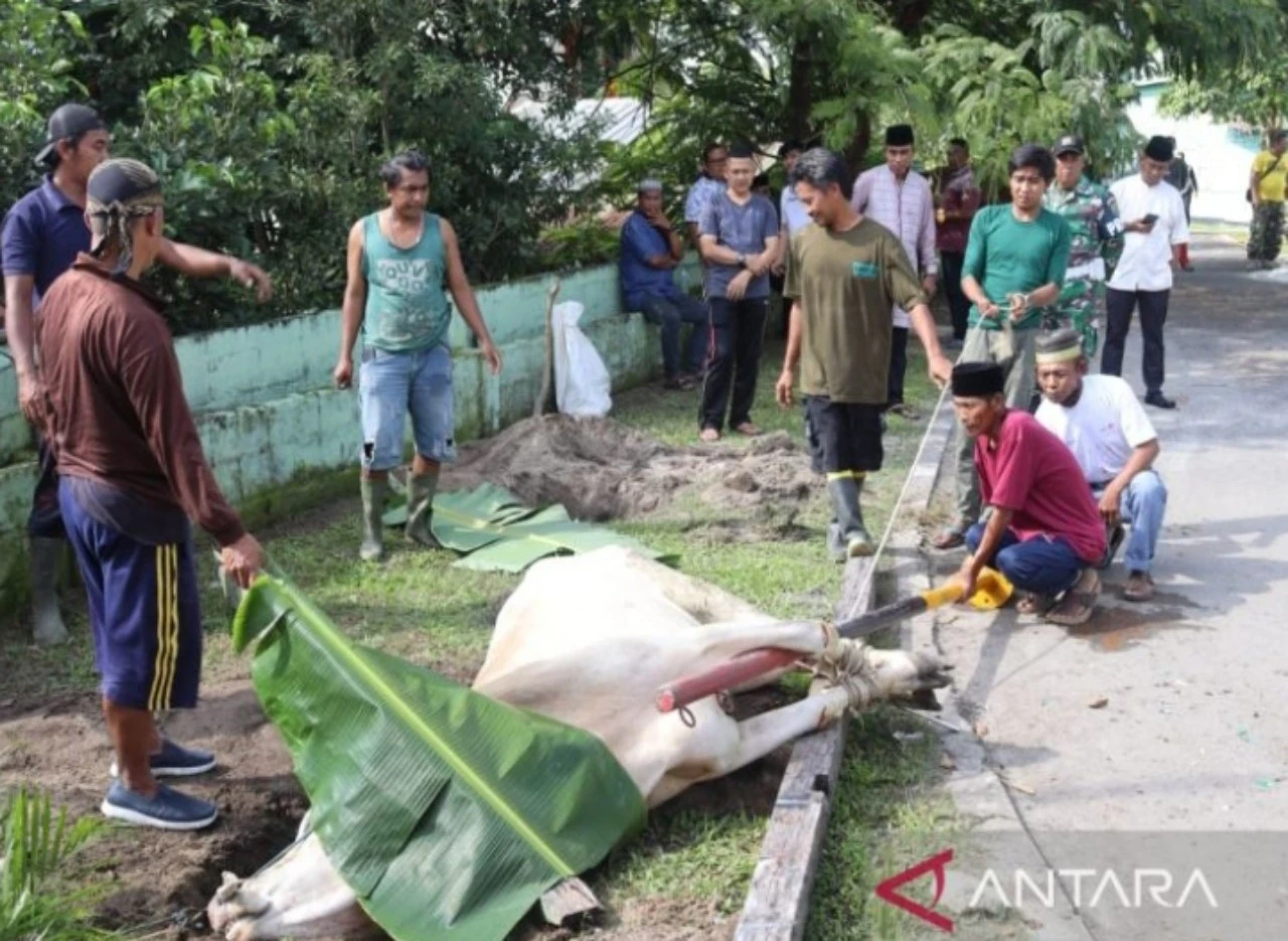 Jogja Butuh Banyak Pasokan Kurban, Penjual Wajib Mengantongi SKKH
