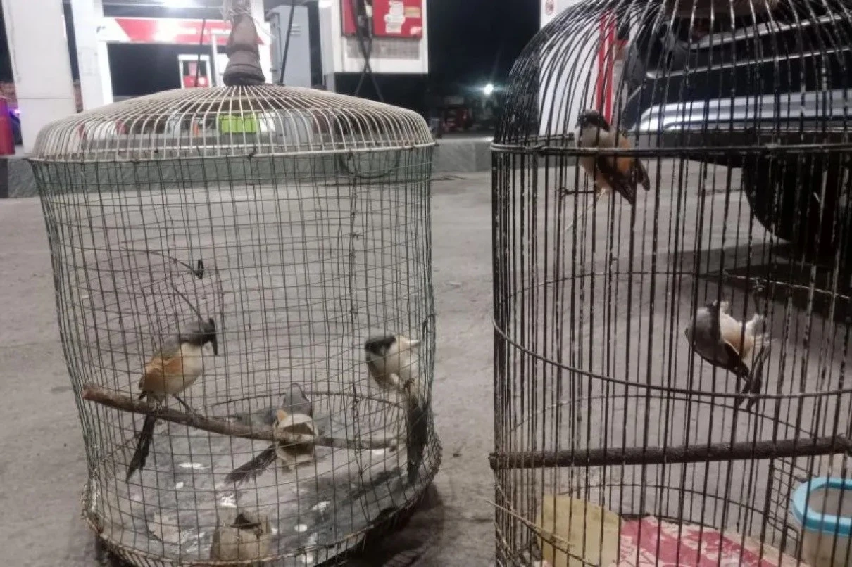 Lansia di Situbondo Ditangkap Polisi Gegara Tangkap Cendet, Ternyata