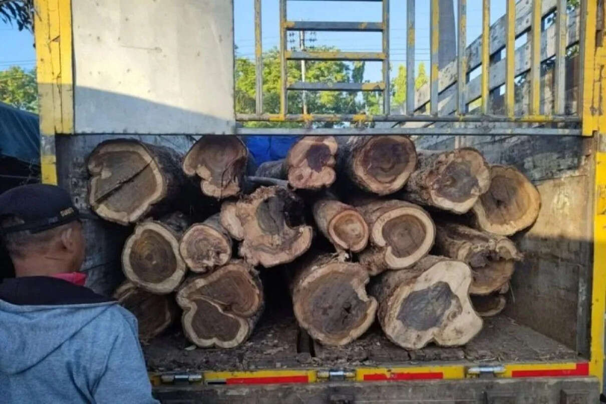 Pencurian Belasan Kayu Jati di Hutan Madiun Digagalkan, Pelaku Kabur