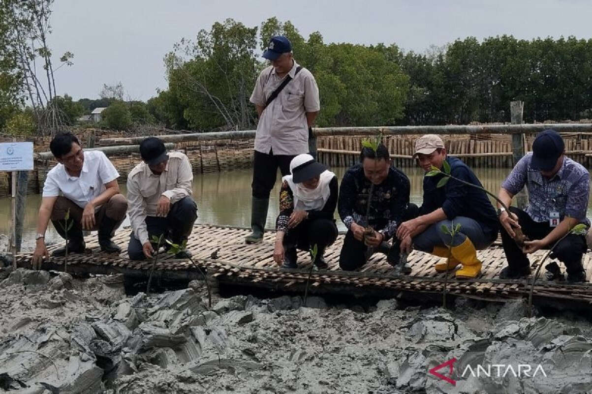 Menteri LH Targetkan 800 Hektare Mangrove di Demak untuk Atasi Perubahan Iklim