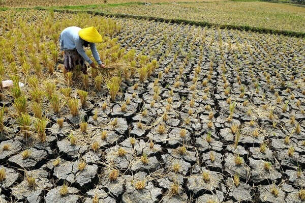 3 Wilayah di DIY Diprediksi Mengalami Kekeringan Meterologis