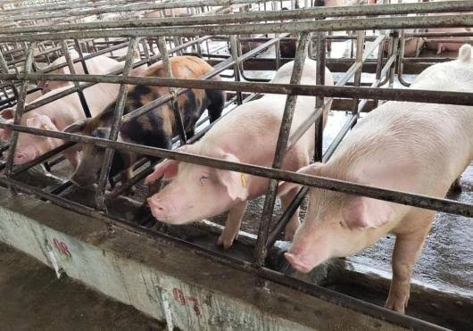 Peternakan Babi Modern di Jepara Ditolak, Ada Opsi Dipindah di Kabupaten Ini
