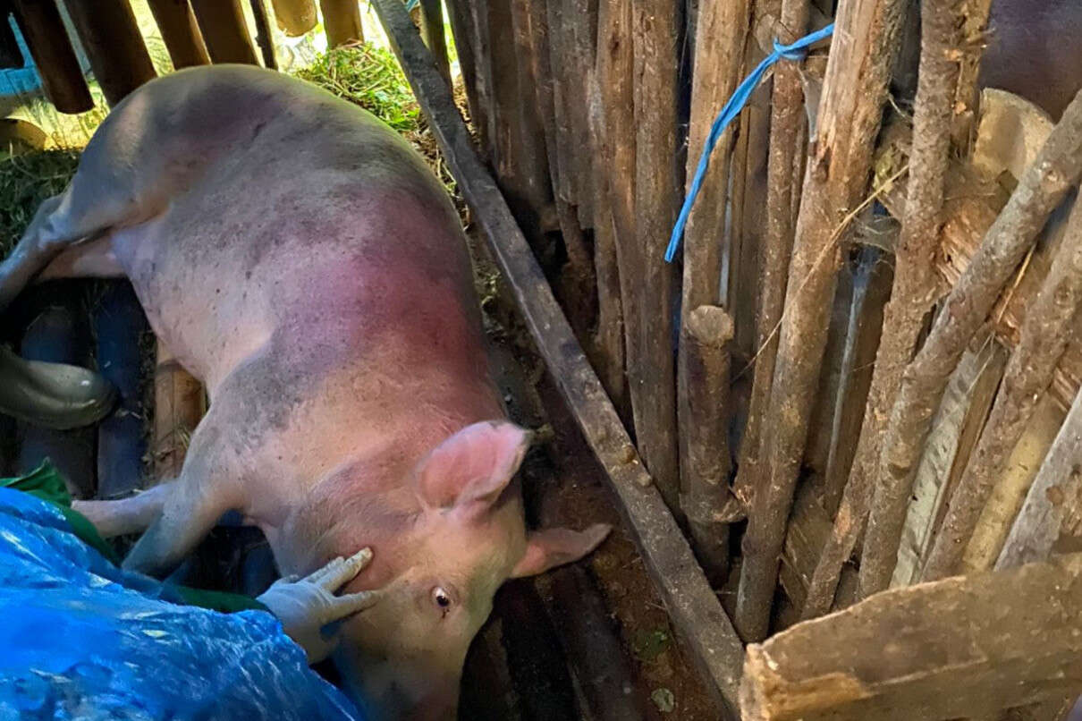 Puluhan Babi di Kecamatan Sedaeng Pasuruan Mati Mendadak Tanpa Gejala