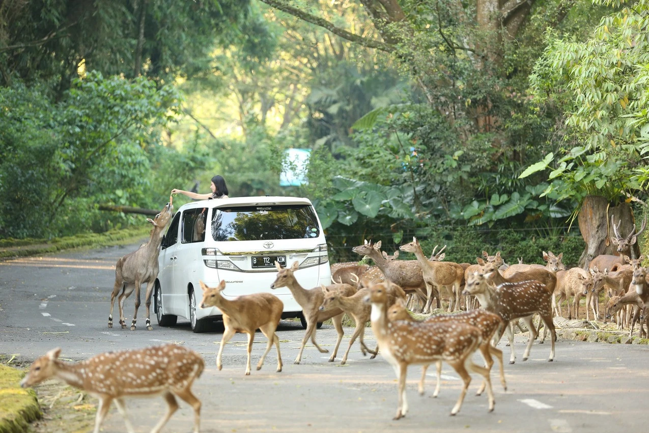 Pernyataan Taman Safari Indonesia Soal Tudingan Eksploitasi Pemain Sirkus OCI