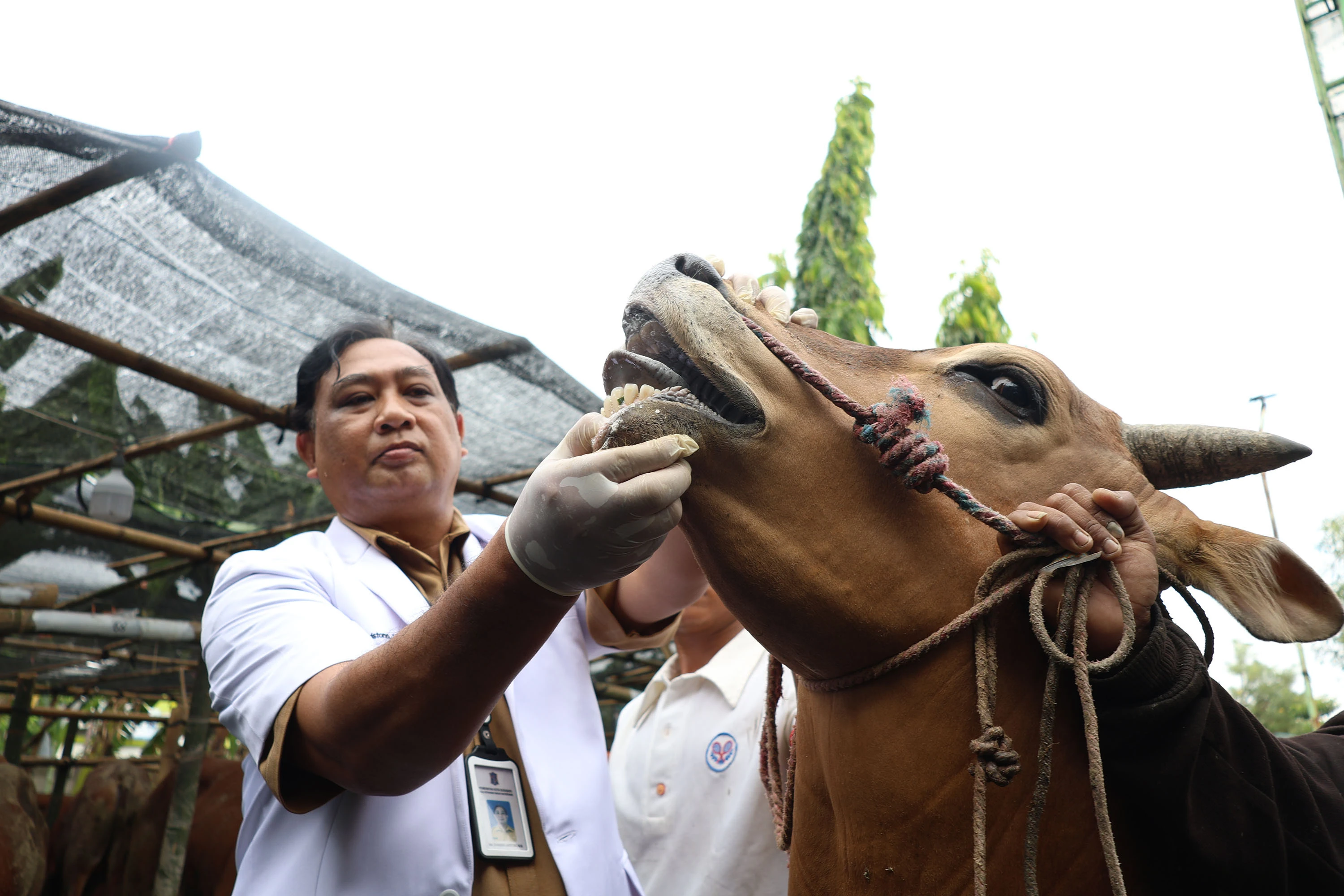 Kurban di Surabaya Diperiksa Ketat Meski Kantongi Surat Sehat dari Daerah Asal