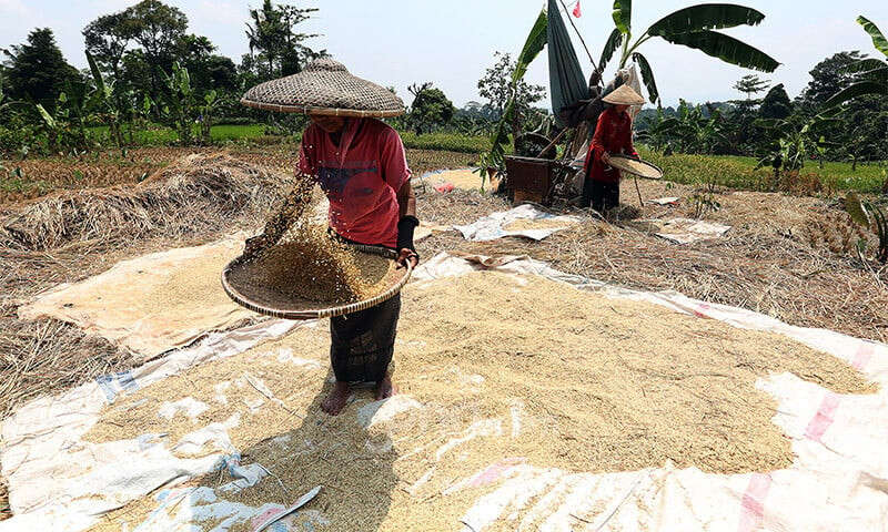 Biang Kerok Naiknya Harga Beras Menurut Serikat Petani Indonesia