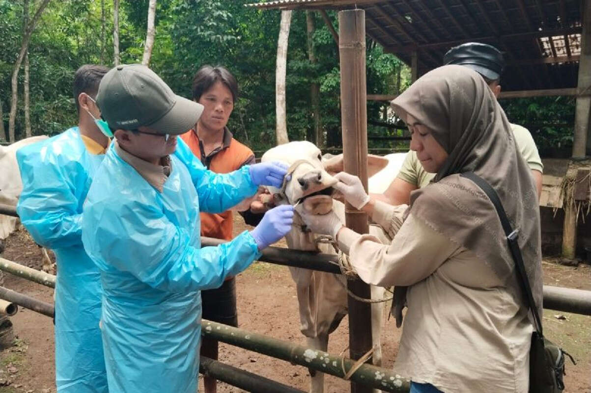 Wabah PMK Serang Jateng, 2.026 Kasus Tercatat, Pemprov Bergerak Cepat