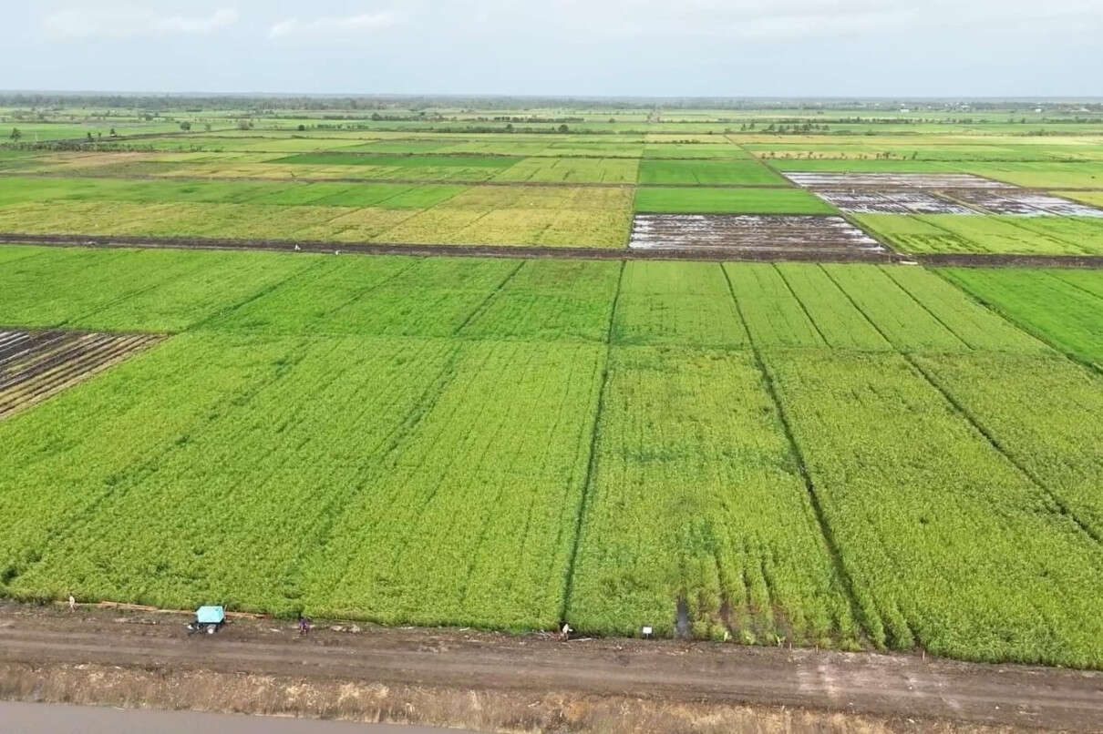 Imbas Varietas Padi Unggul, Produksi Petani Merauke Sukses Naik