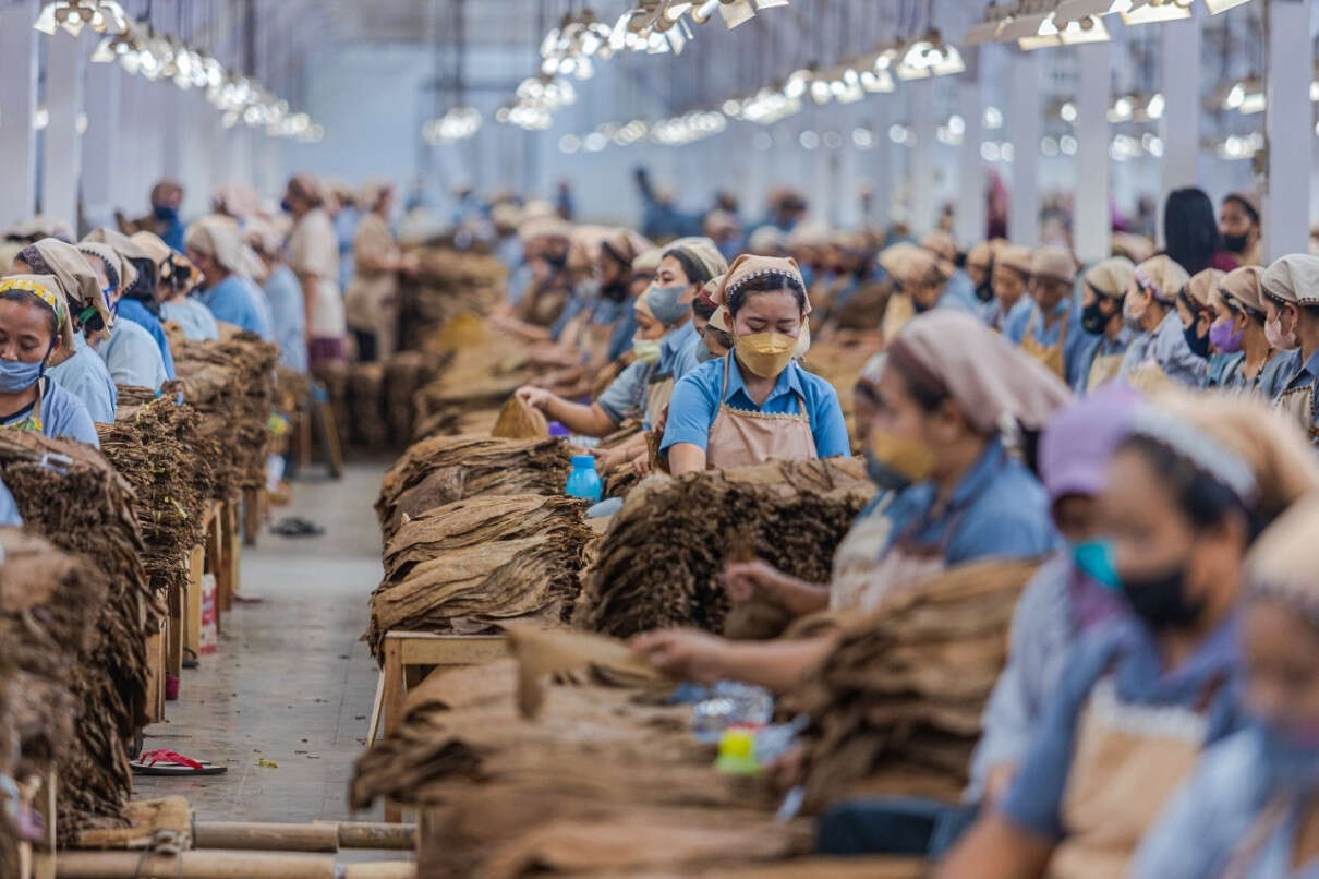 Serap 16 Ribu Tenaga Kerja Perempuan, PTPN I Produksi Tembakau 12.750 Ton