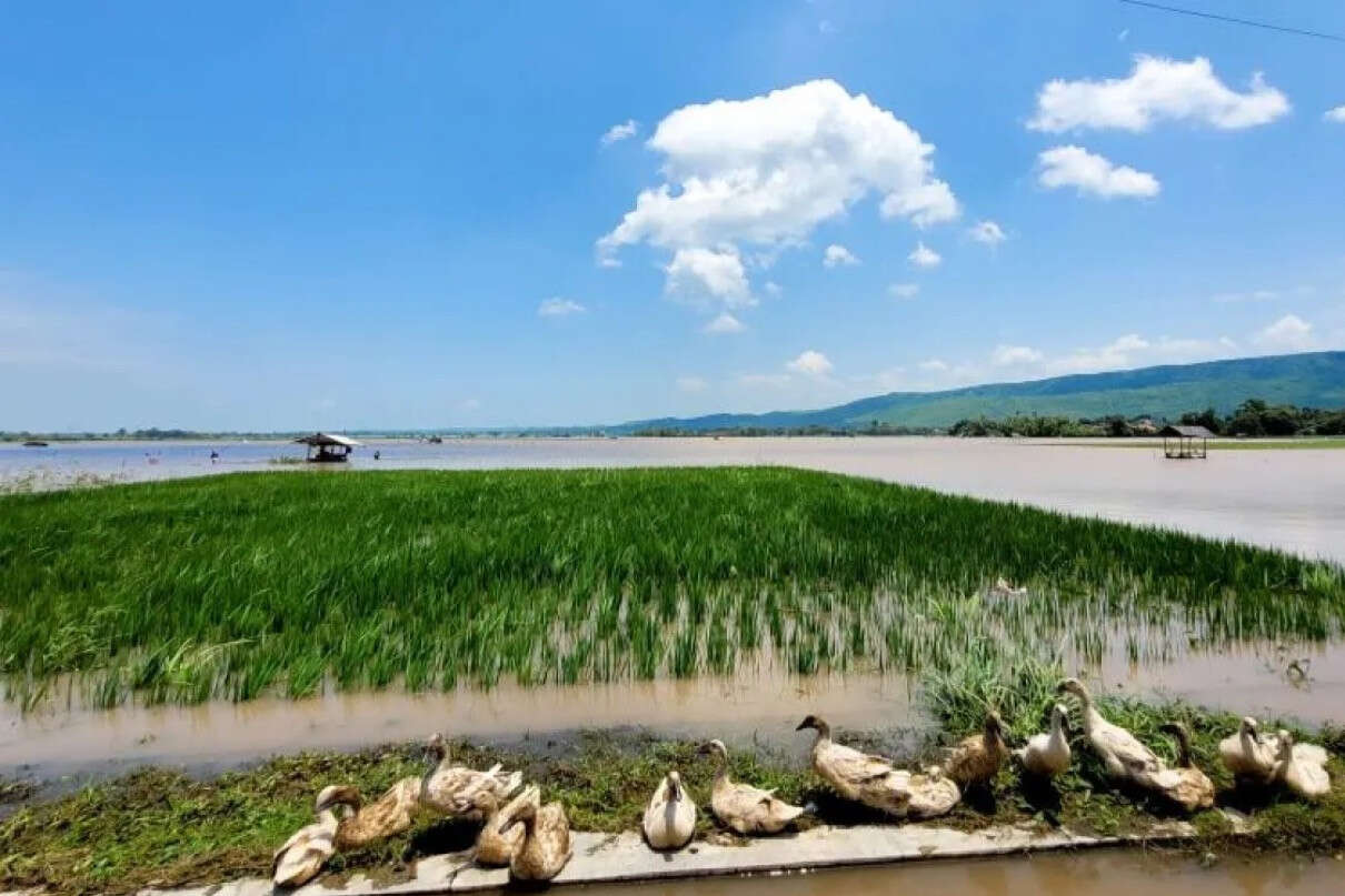 Ratusan Hektare Sawah Padi di Situbondo Terendam Banjir, Petani Gagal Panen