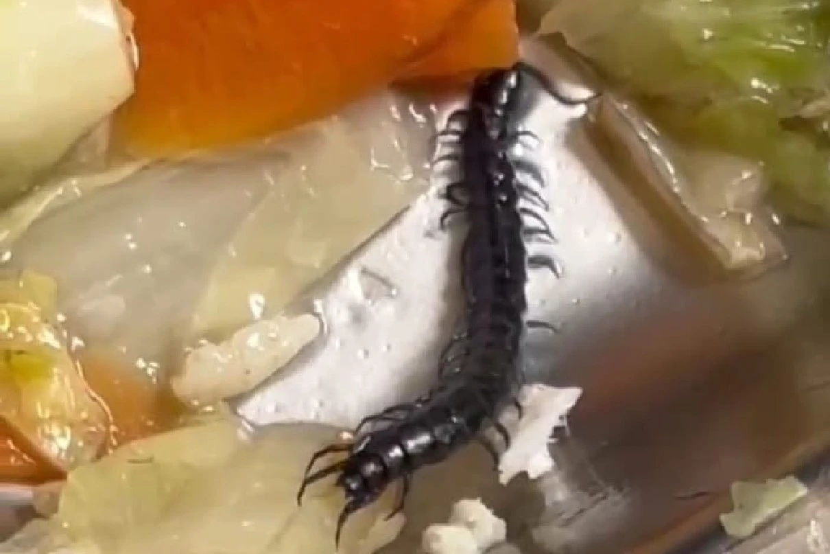 Siswa SMAN 15 Surabaya Temukan Kelabang Pada MBG