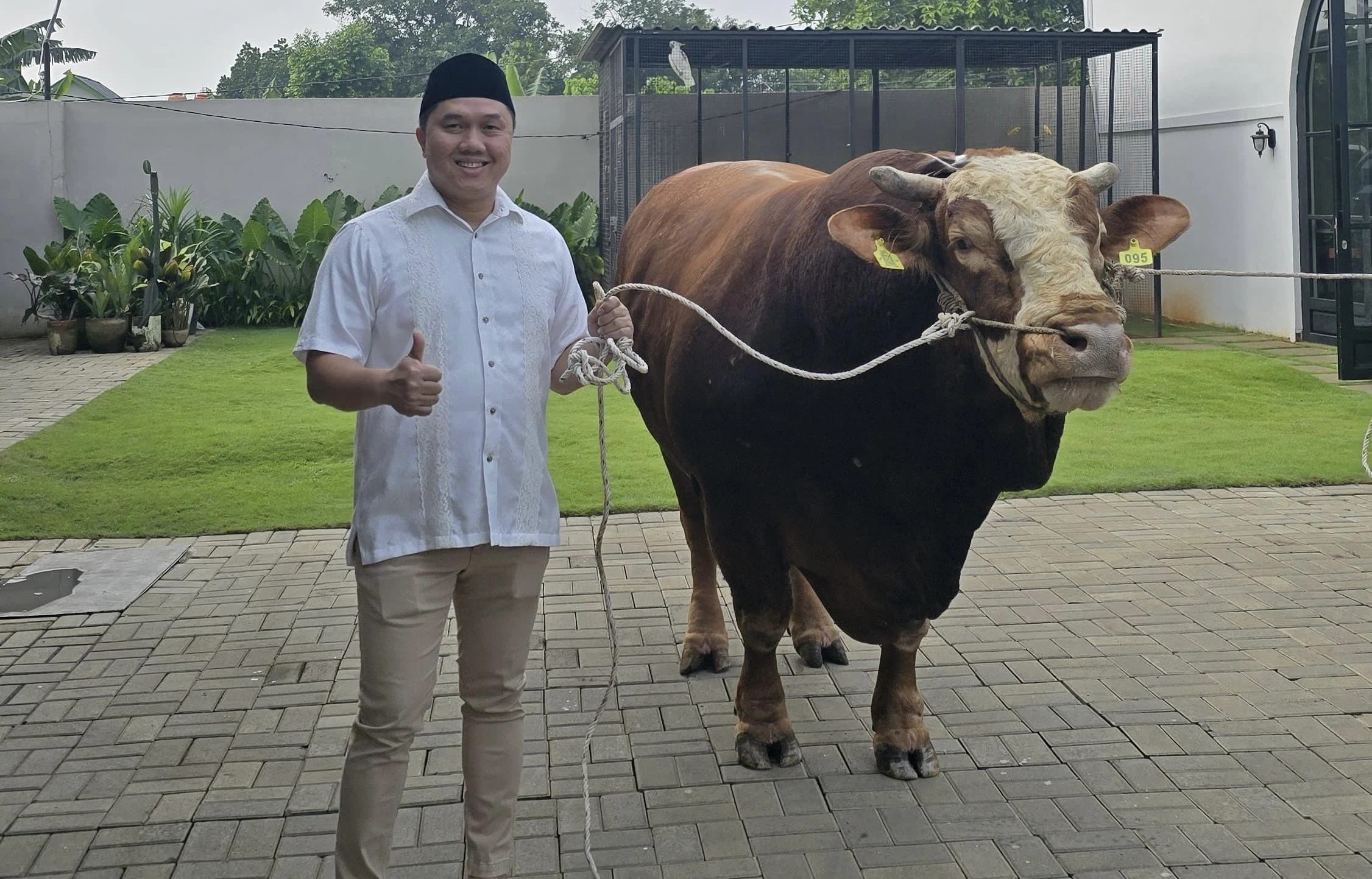Pengusaha Muda Asal Depok Kurban Sapi Simmental 1,1 Ton