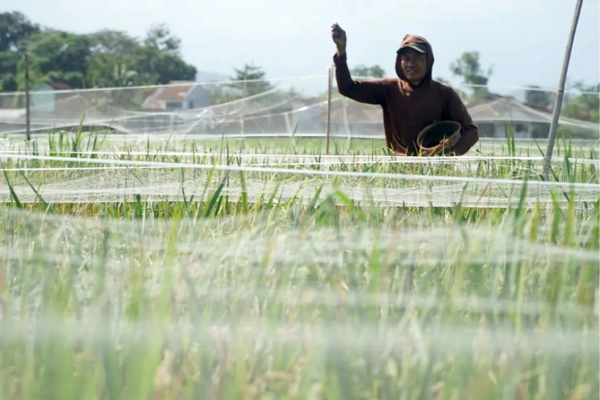 Ledakan Hama Wereng Serang 15 Kecamatan, 652 Hektare Padi Terancam Puso