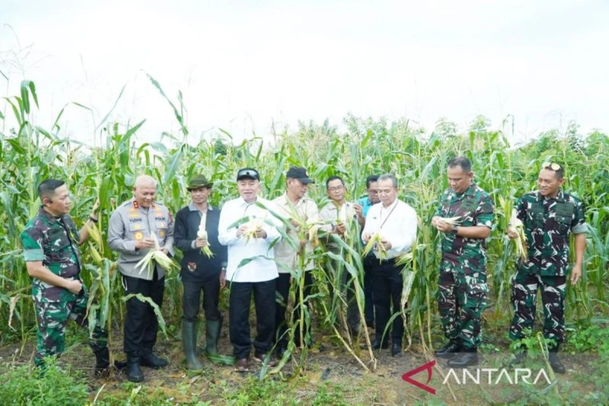 ULM Panen Jagung & Kopi di Kebun Edukasi Seluas 10 Hektare