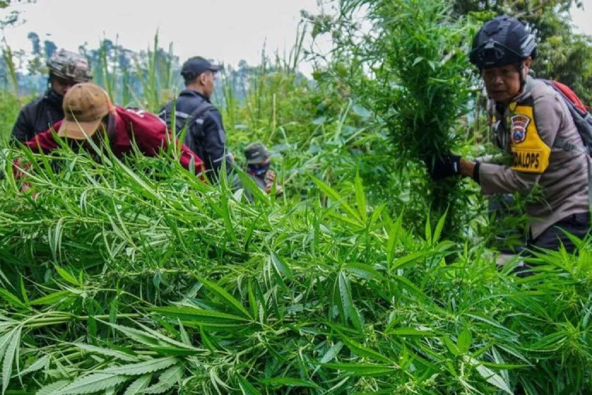 Menhut Bongkar Fakta Temuan Ladang Ganja di TNBTS, Bantah Isu Penutupan