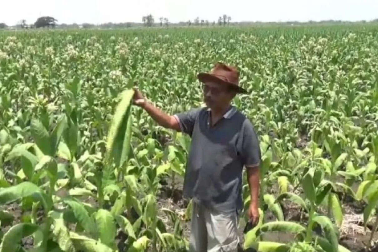 Ratusan Hektare Tanaman Tembakau d Ngawi Rusak Akibat Hujan, Peteni Rugi Besar