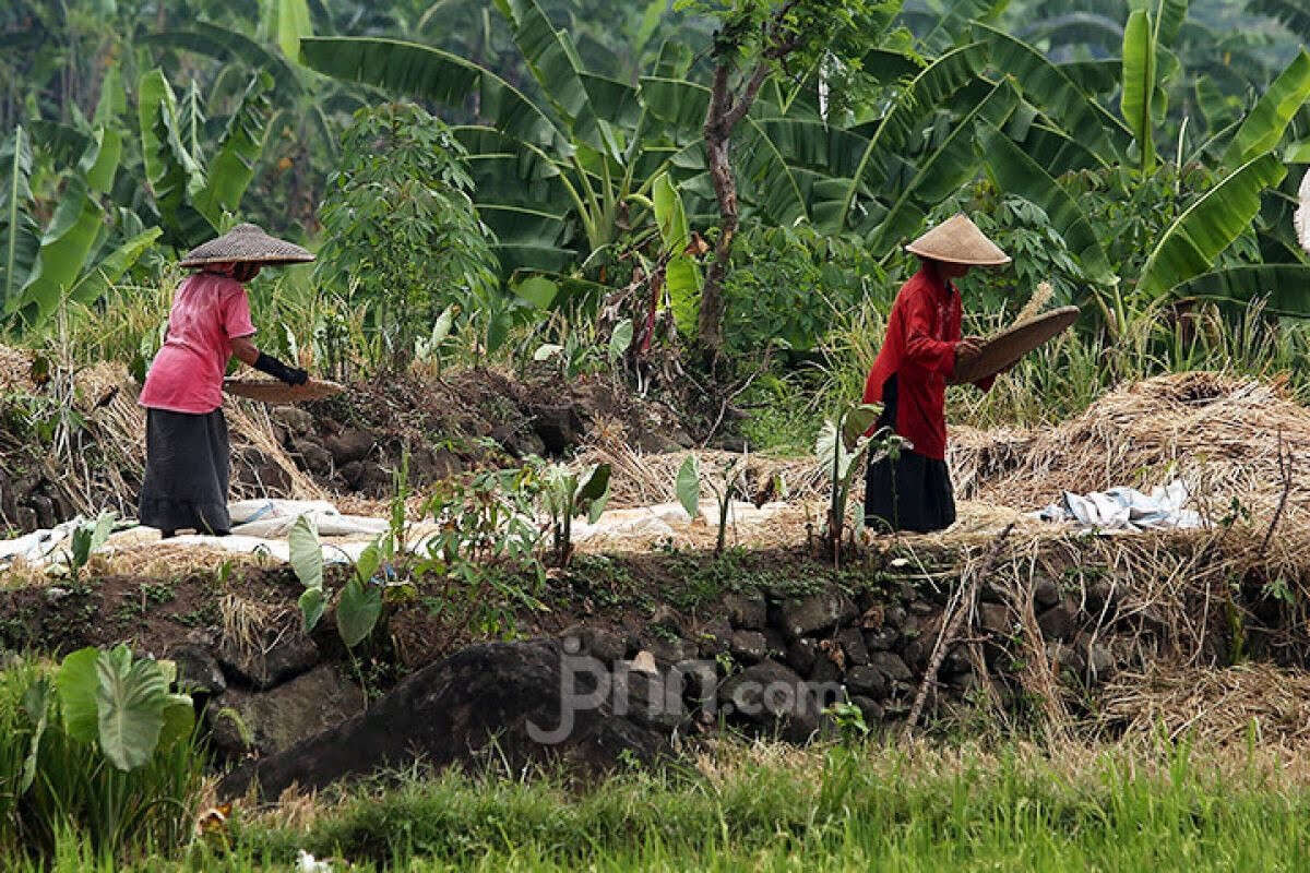 Serikat Petani Jogja Keberatan dengan Kebijakan Impor Beras