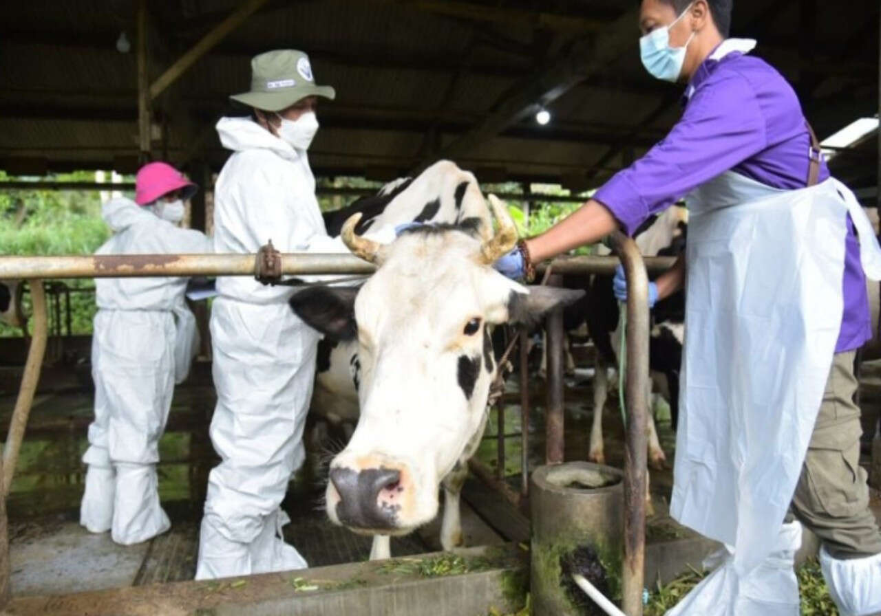 68 Sapi di Gunungkidul Mati karena PMK, 2 Pasar Ini Diawasi