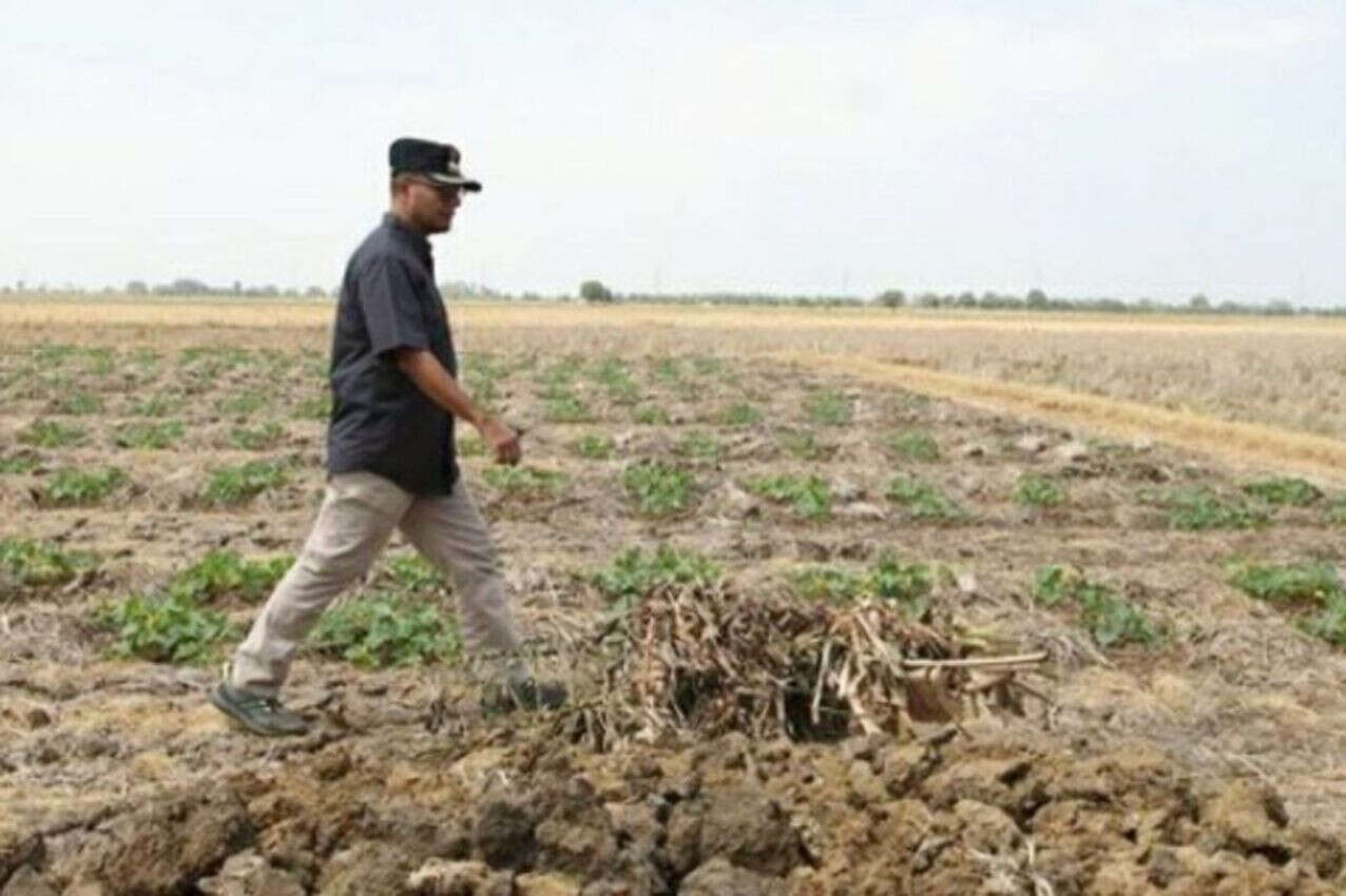 Normalisasi Sodetan Irigasi Jadi Solusi Atasi Kekeringan Sawah di Subang