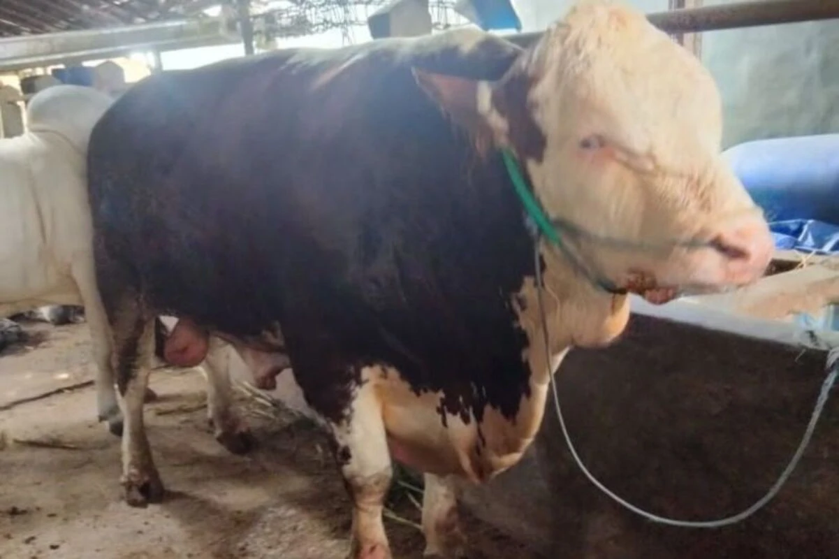 Penampakan Sapi Kurban Presiden Prabowo untuk Warga Blora, Bobotnya Hampir 1 Ton