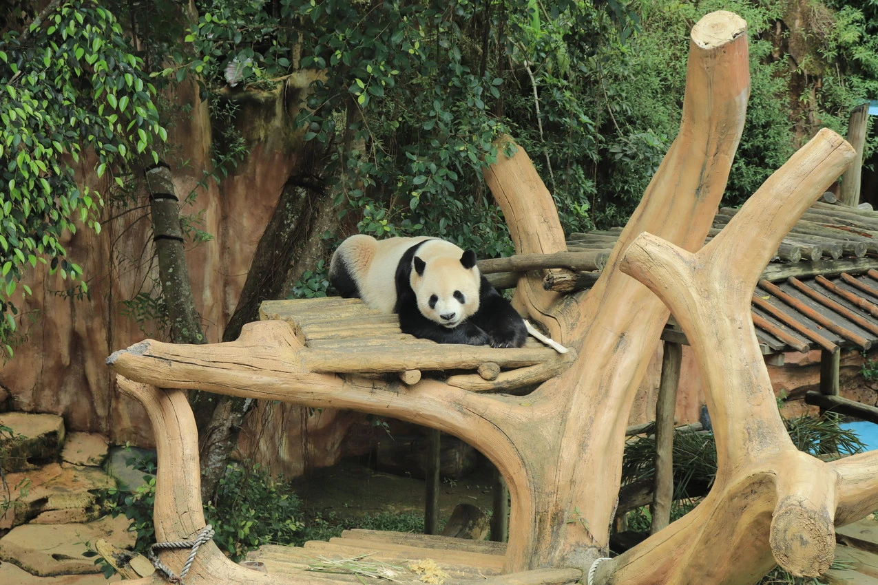 Tingkatkan Potensi Kelahiran, Panda Raksasa di Taman Safari Bogor Jalani Inseminasi