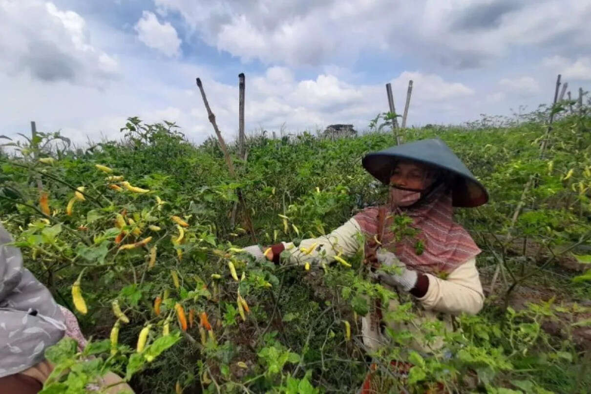 Cuaca Buruk, Harga Cabai Rawit Tingkat Petani di Tulungagung Naik Hingga Rp85 Ribu