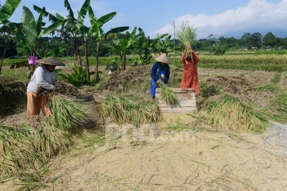 Nilai Tukar Petani di Jateng Naik, Ini Penjelasan BPS