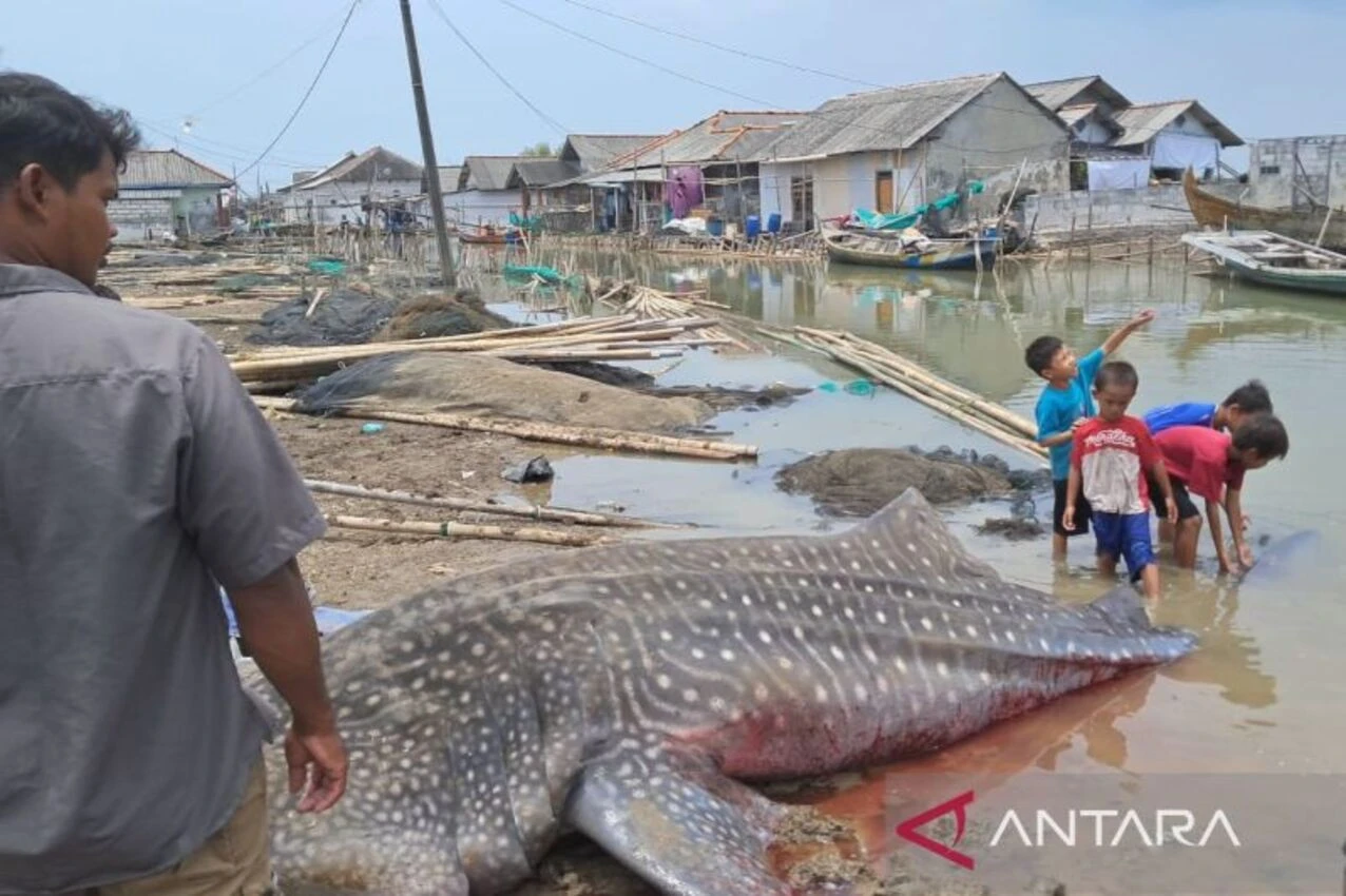 Nelayan Muaragembong Temukan Hiu Tutul Mati di Perairan Pantai Utara Jawa