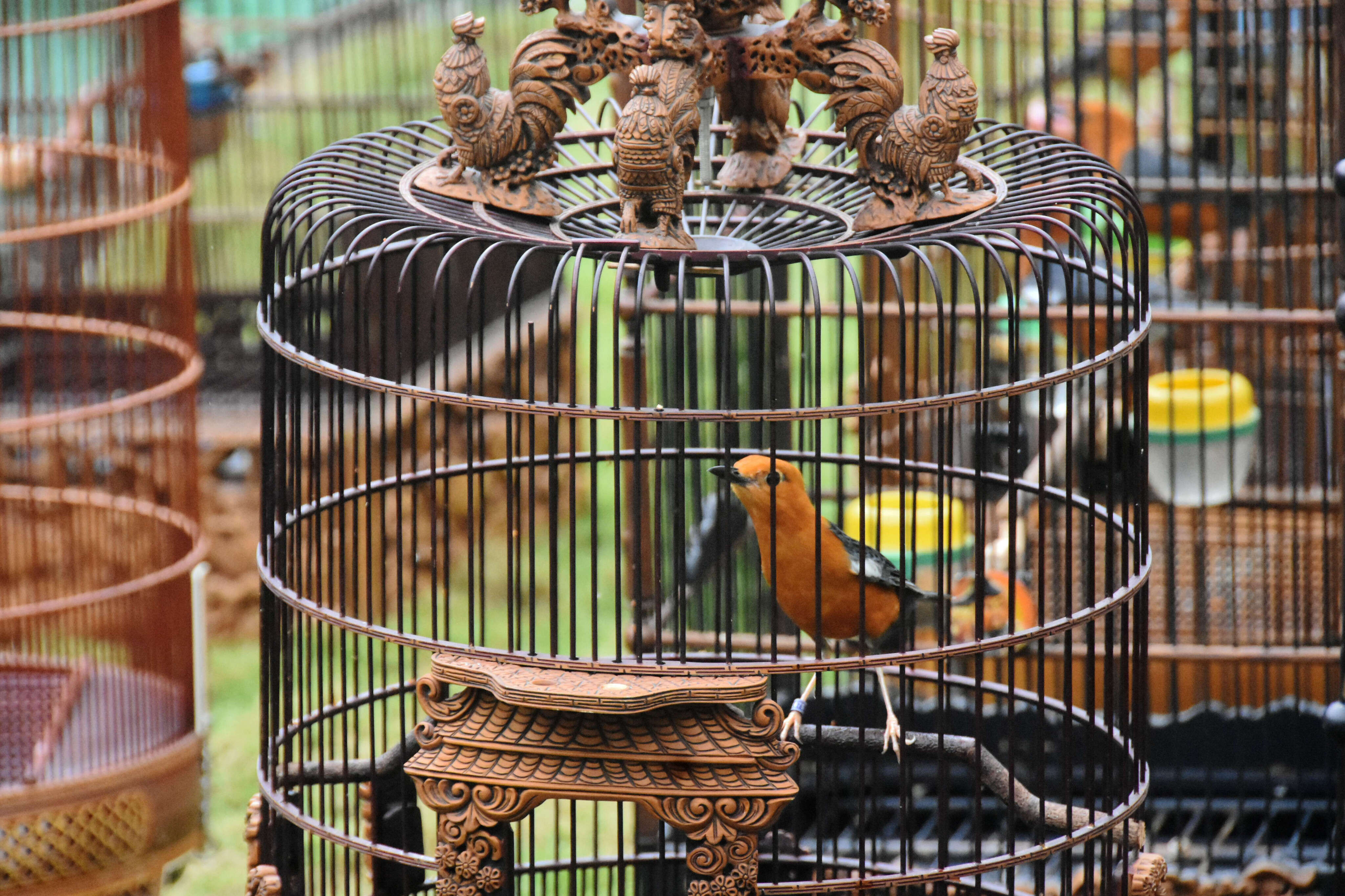 512 Peserta Berebut Piala Wali Kota Jogja dalam Lomba Kicau Burung