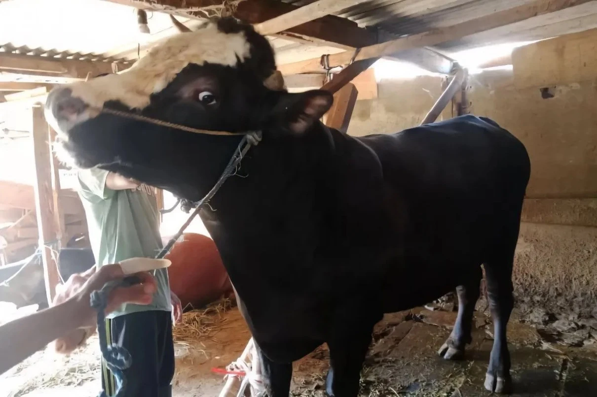 Sapi Simental Milik Peternak di Malang Dibeli Prabowo, Beratnya 950 Kg