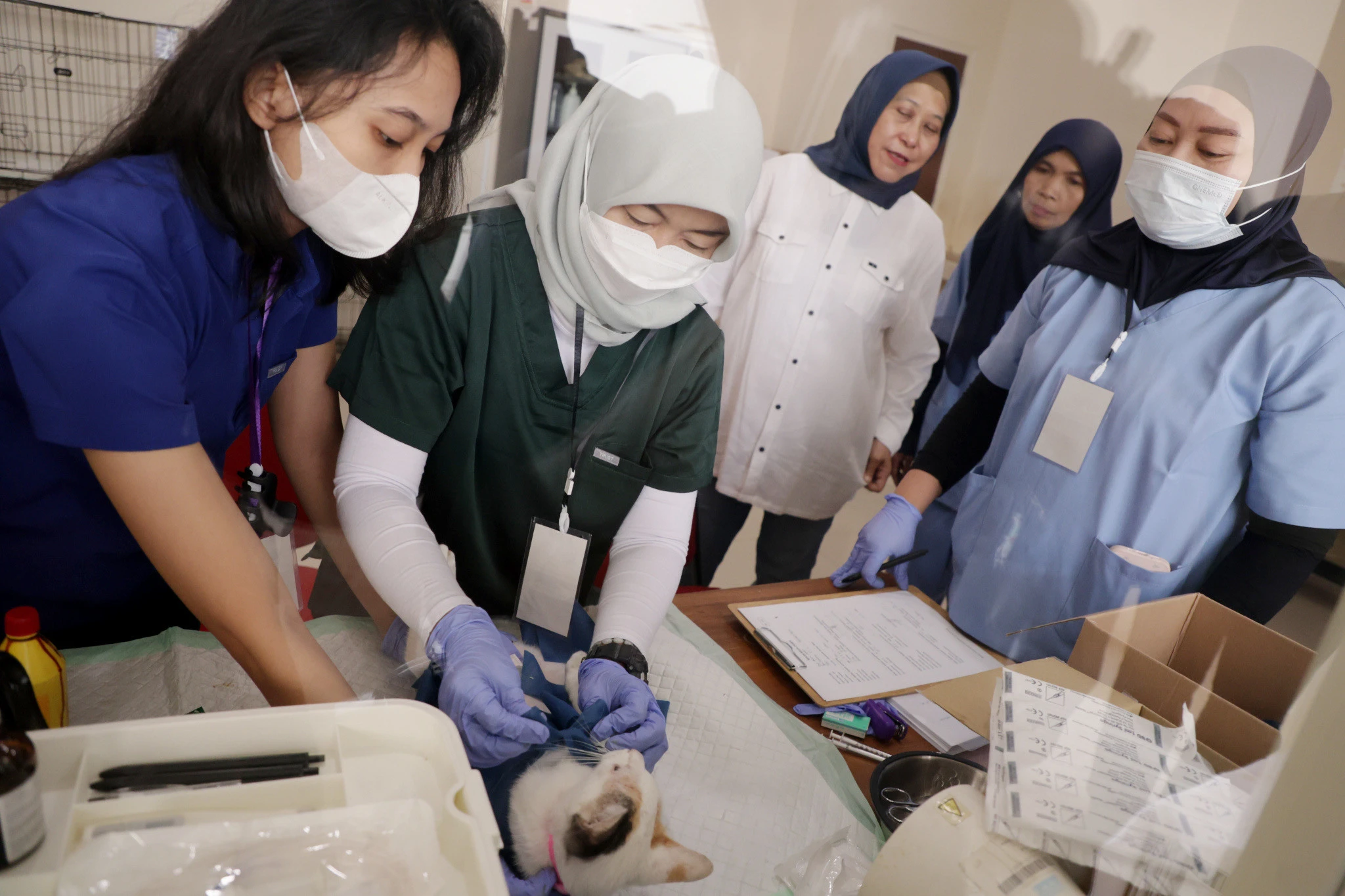Kendalikan Populasi Kucing, 100 Kucing Liar di Surabaya Disterilisasi