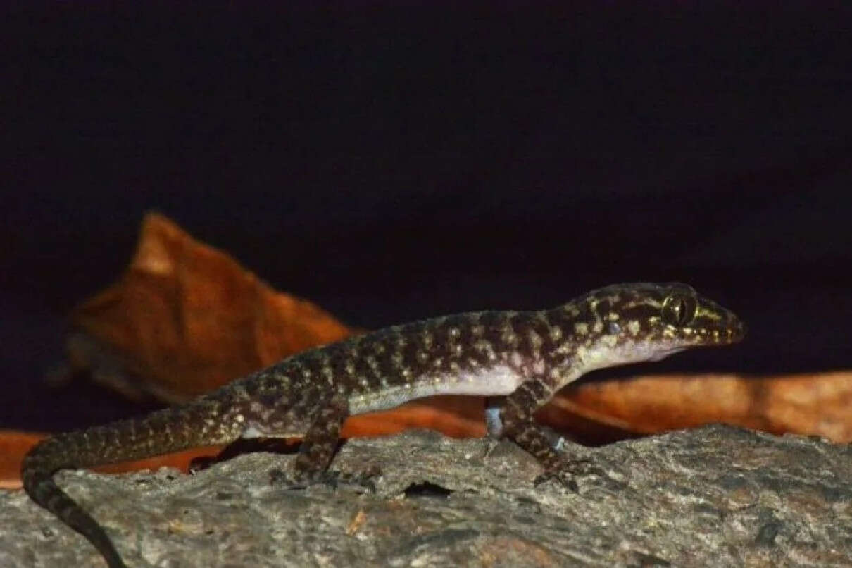 BRIN Temukan Spesies Cecak Jarilengkung dari Jatim Cyrtodactylus pecelmadiun