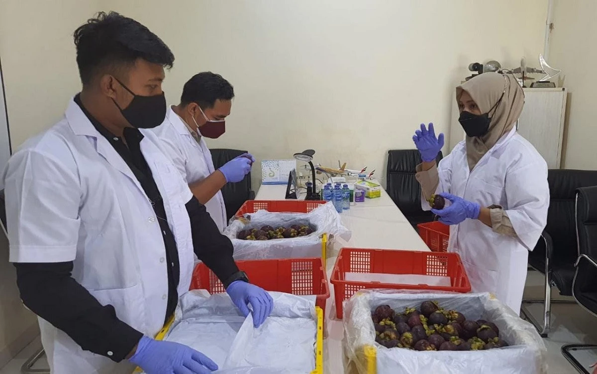 Ekspor Salak Gula Pasir Bali ke Vietnam Tinggi, Ada Kabar dari Barantin