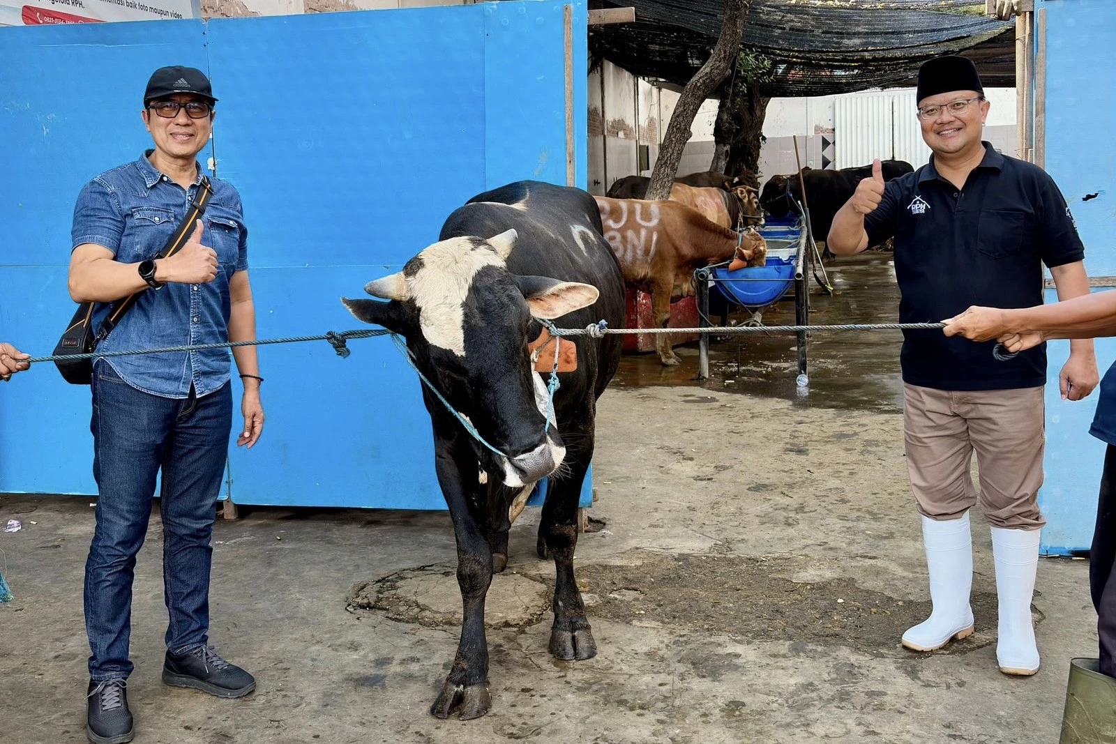Iduladha 1447 H, PAM Surya Sembada Bagikan 13 Ekor Sapi Kurban
