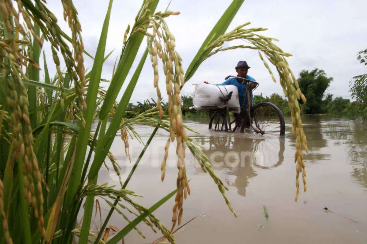 Banjir Rendam 1.289,7 Hektare Sawah di Jateng, Petani Terancam Gagal Panen