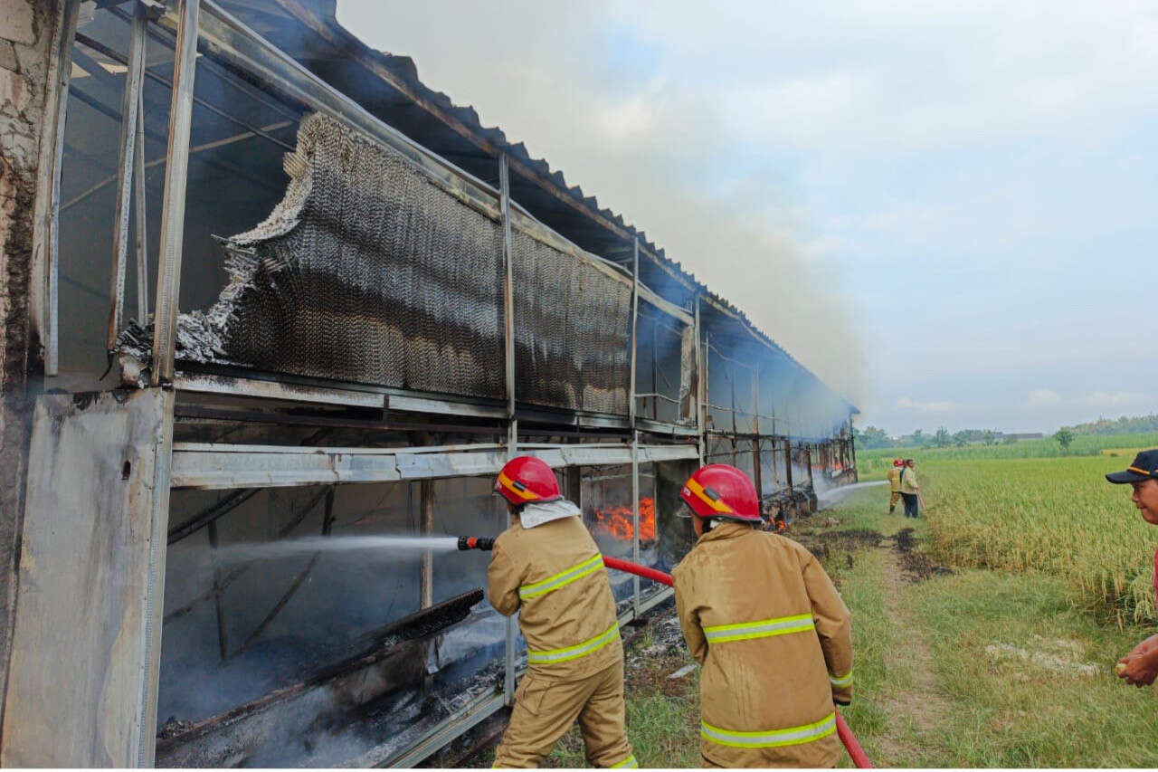 Kandang Ayam di Madiun Kebakaran, Pemilik Alami Kerugian Rp1,7 Miliar