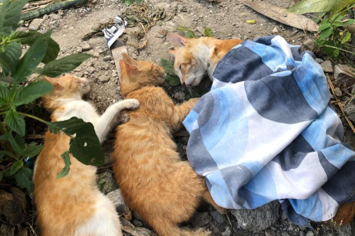 Belasan Kucing di Kota Malang Mendadak Mati Bersamaan, Diduga Diracun