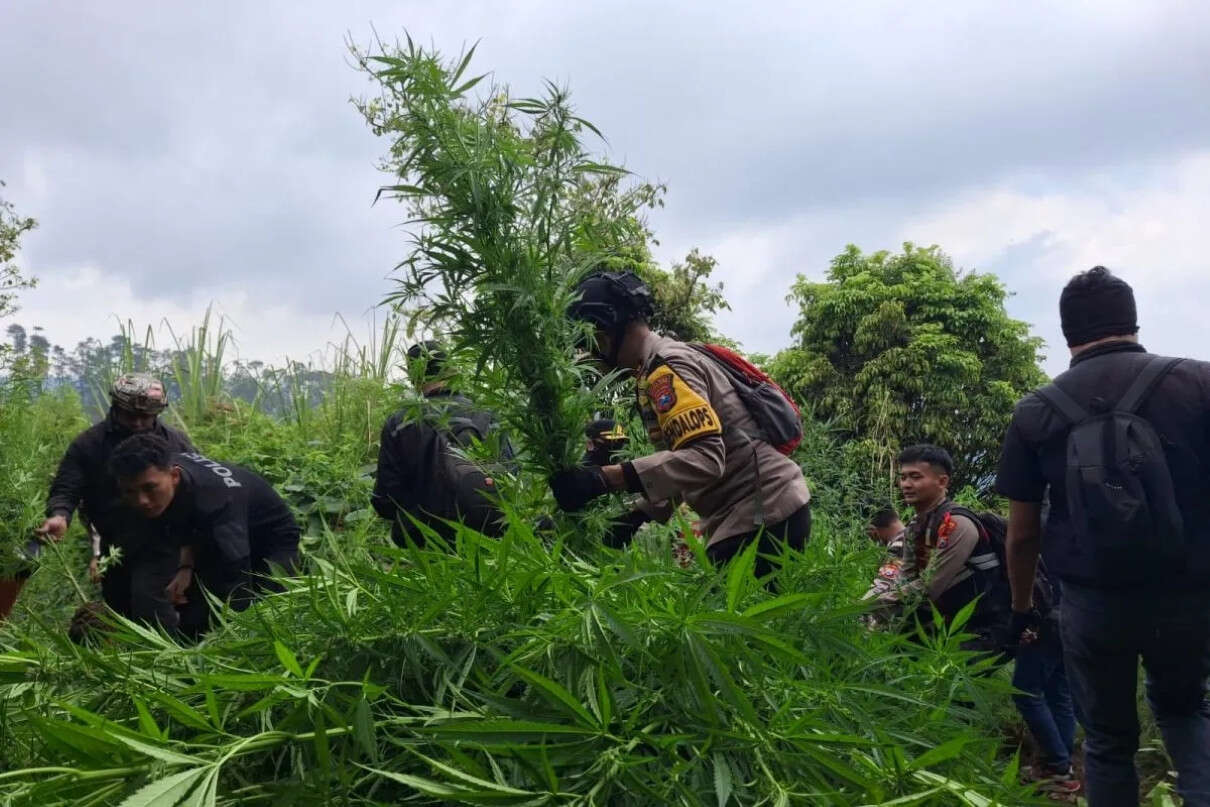 Lagi, Polisi Temukan 10.000 Tanaman Ganja di Lereng Gunung Semeru