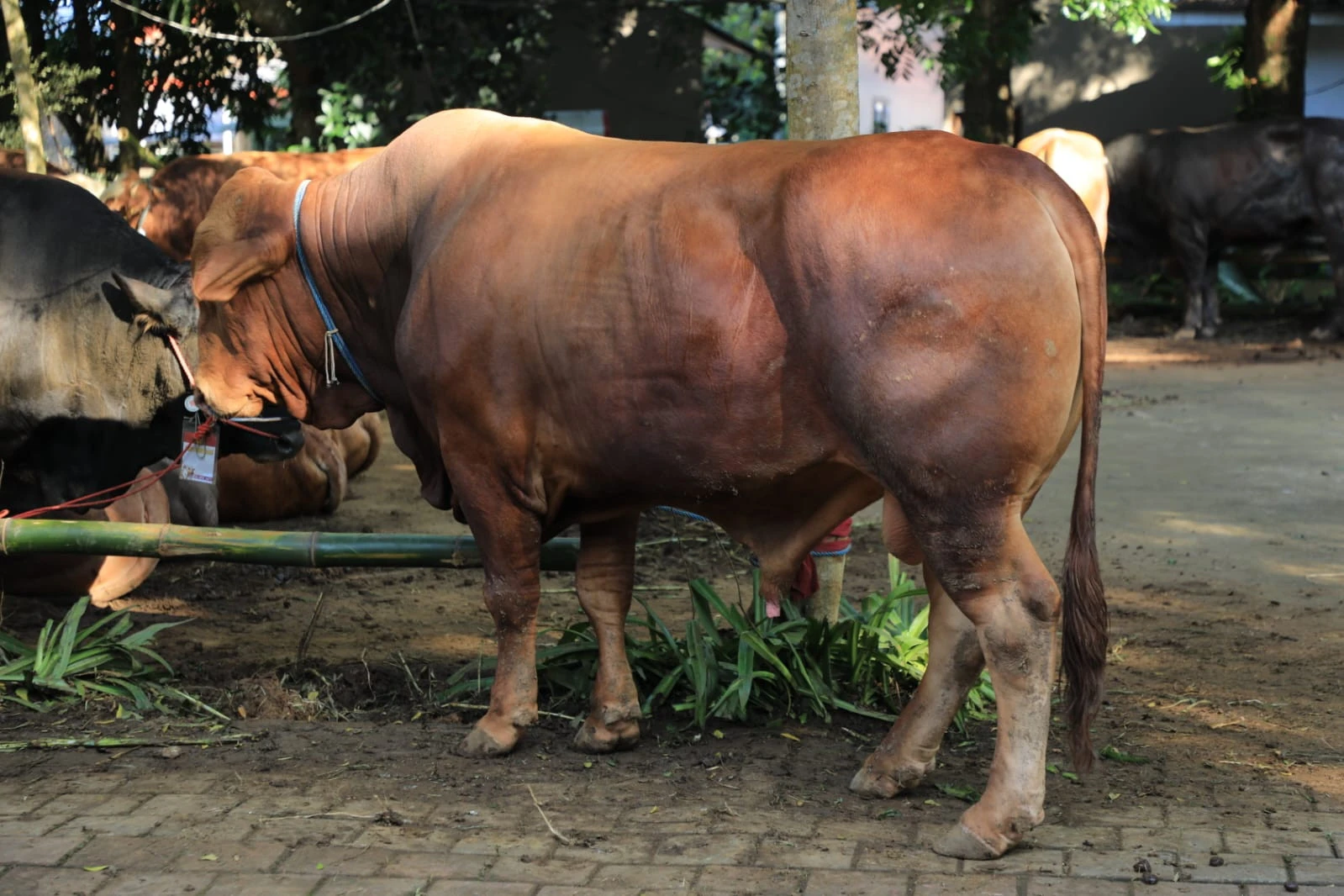 Warga Bogor Dapat Bantuan Sapi Kurban Seberat 1,2 Ton dari Presiden Prabowo