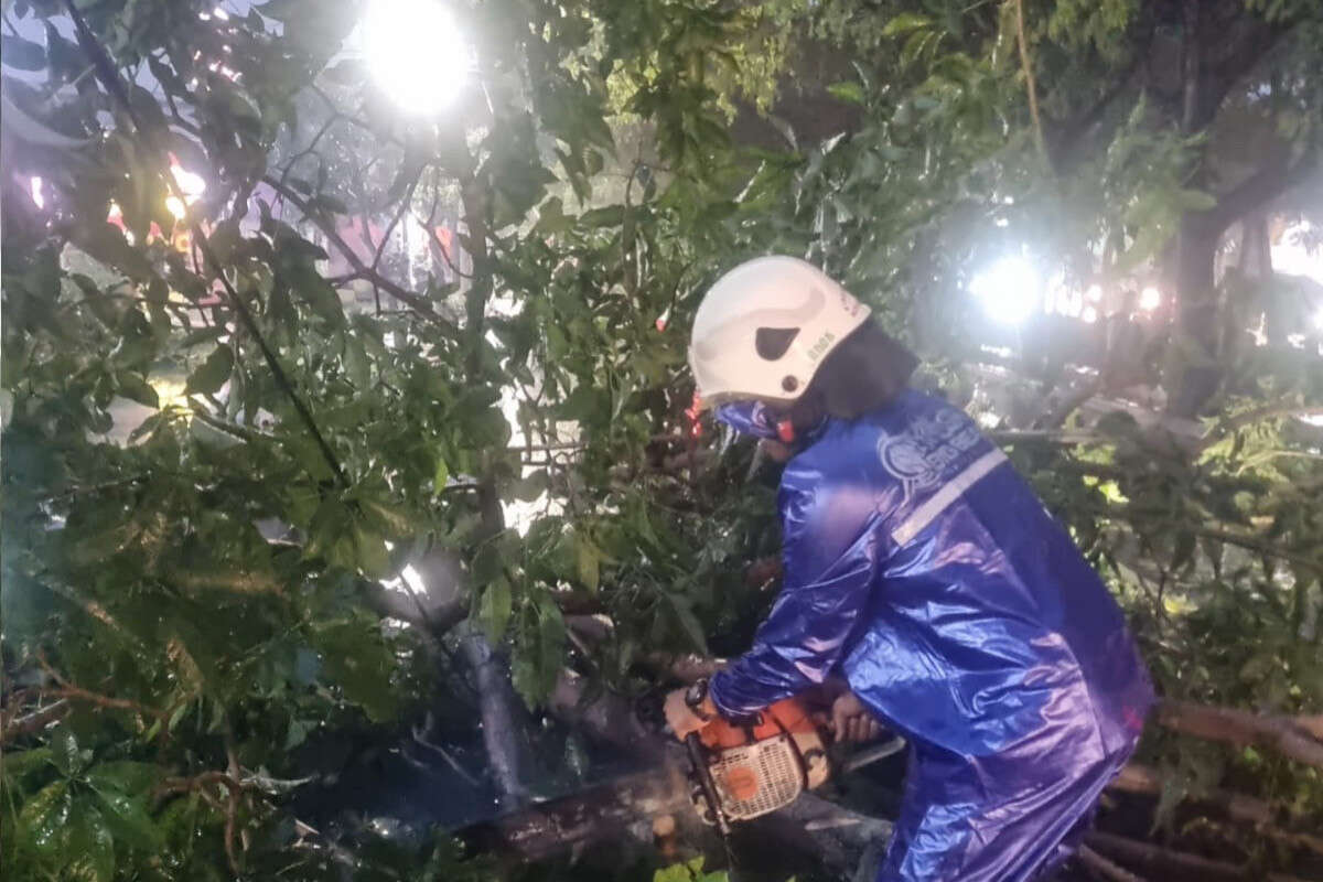 6 Pohon Tumbang & 1 Orang Terluka Akibat Hujan Deras Disertai Angin di Surabaya