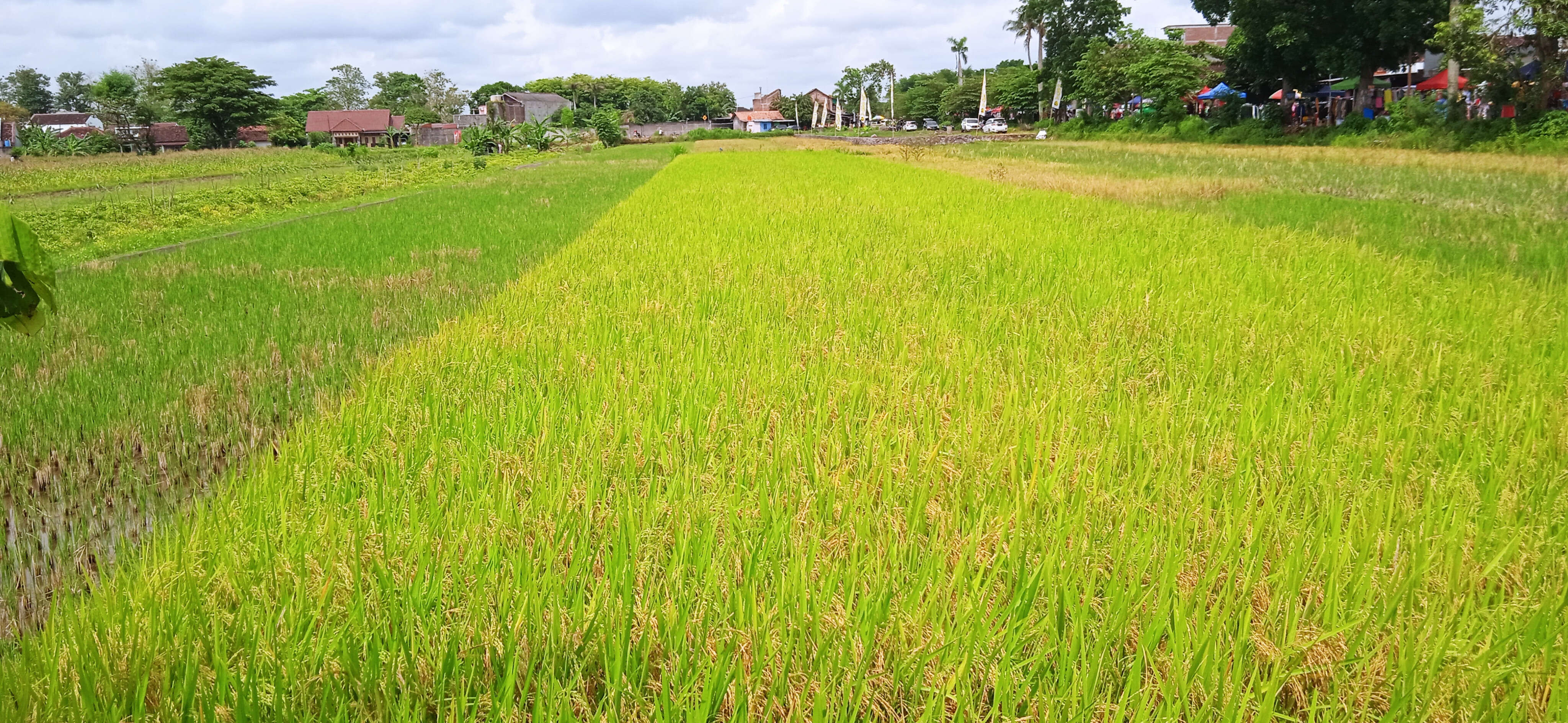 Lumbung-Lumbung Pangan di Gunungkidul