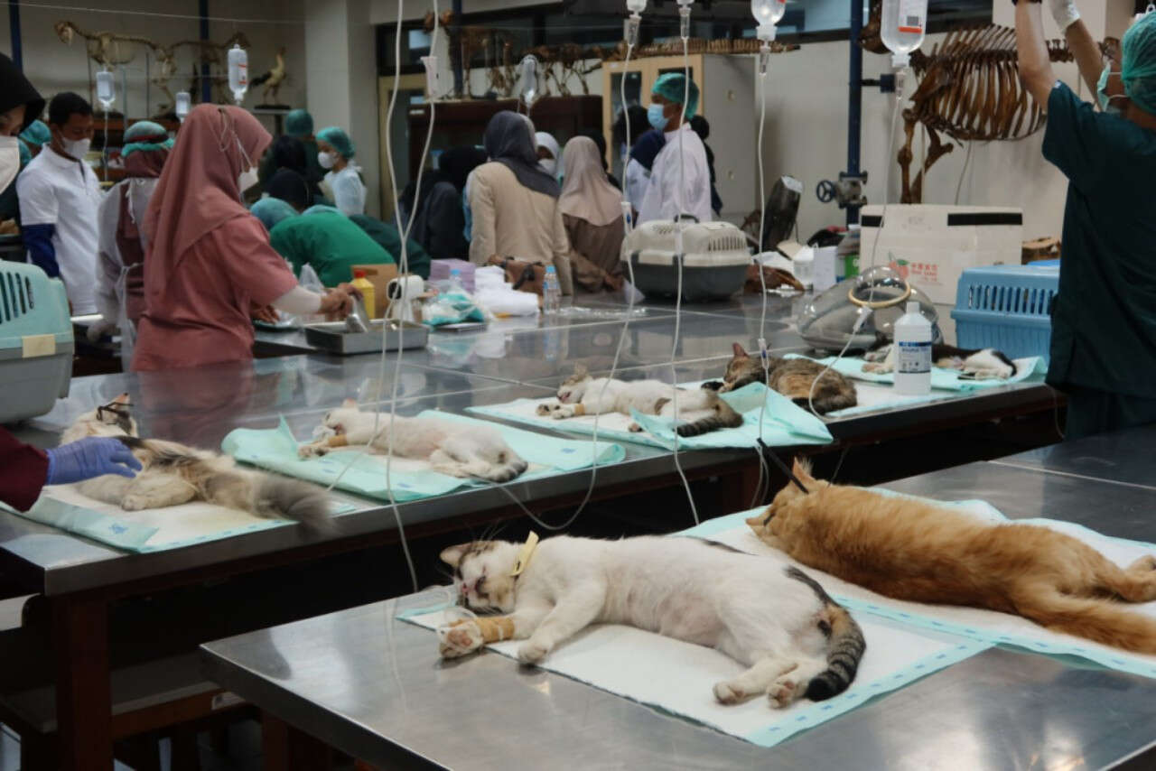 UGM Mensterilkan Puluhan Kucing Liar