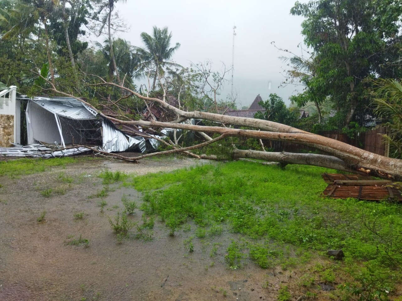 Bantul Diguyur Hujan dan Angin Kencang, Pohon Sengon Tumbang Menimpa Studio Foto Warga