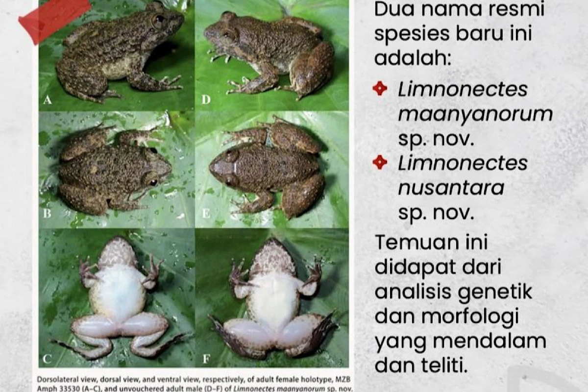 BRIN Temukan 2 Spesies Katak Bertaring di Pegunungan Meratus