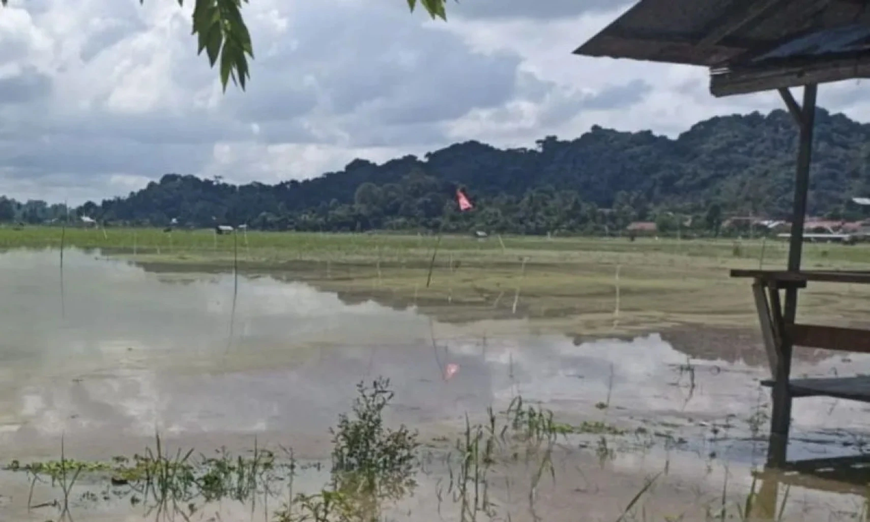 50 Hektare Tanaman Padi di Lempake Samarinda Terancam Gagal Panen, Ini Biang Keroknya