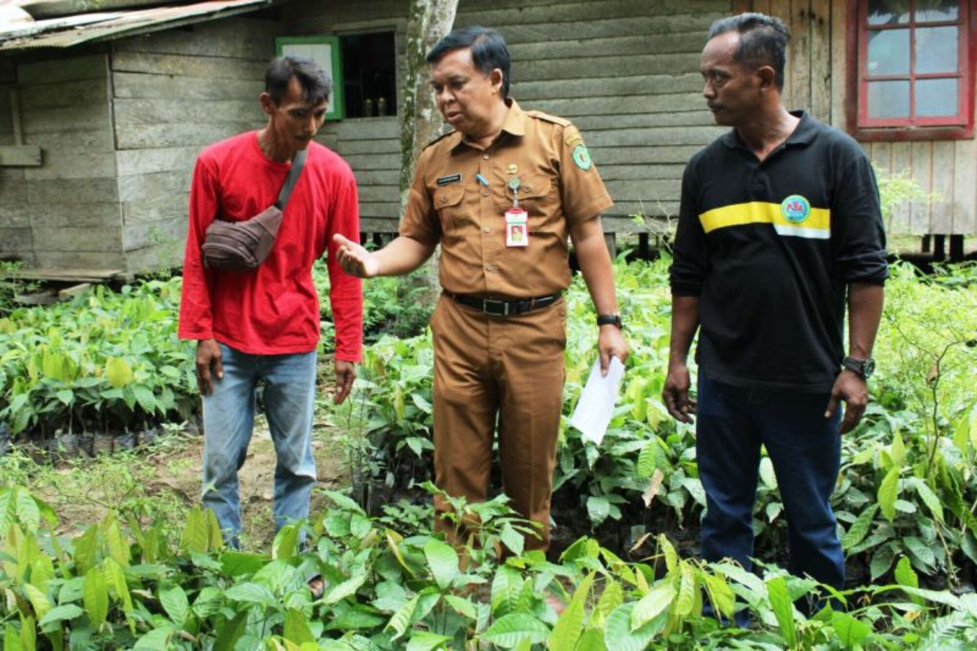 Disbun Kaltim Genjot Produksi Kakao Lewat Perluasan Areal Tanaman di 3 Kabupaten