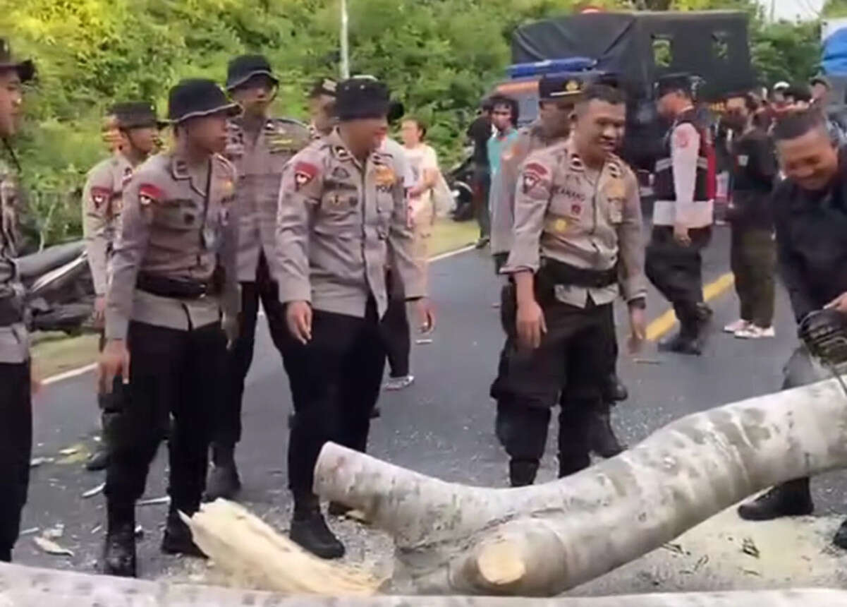 Pelajar SMA di Jembrana Tewas Tertimpa Pohon saat ke Sekolah, Amor Ring Acintya