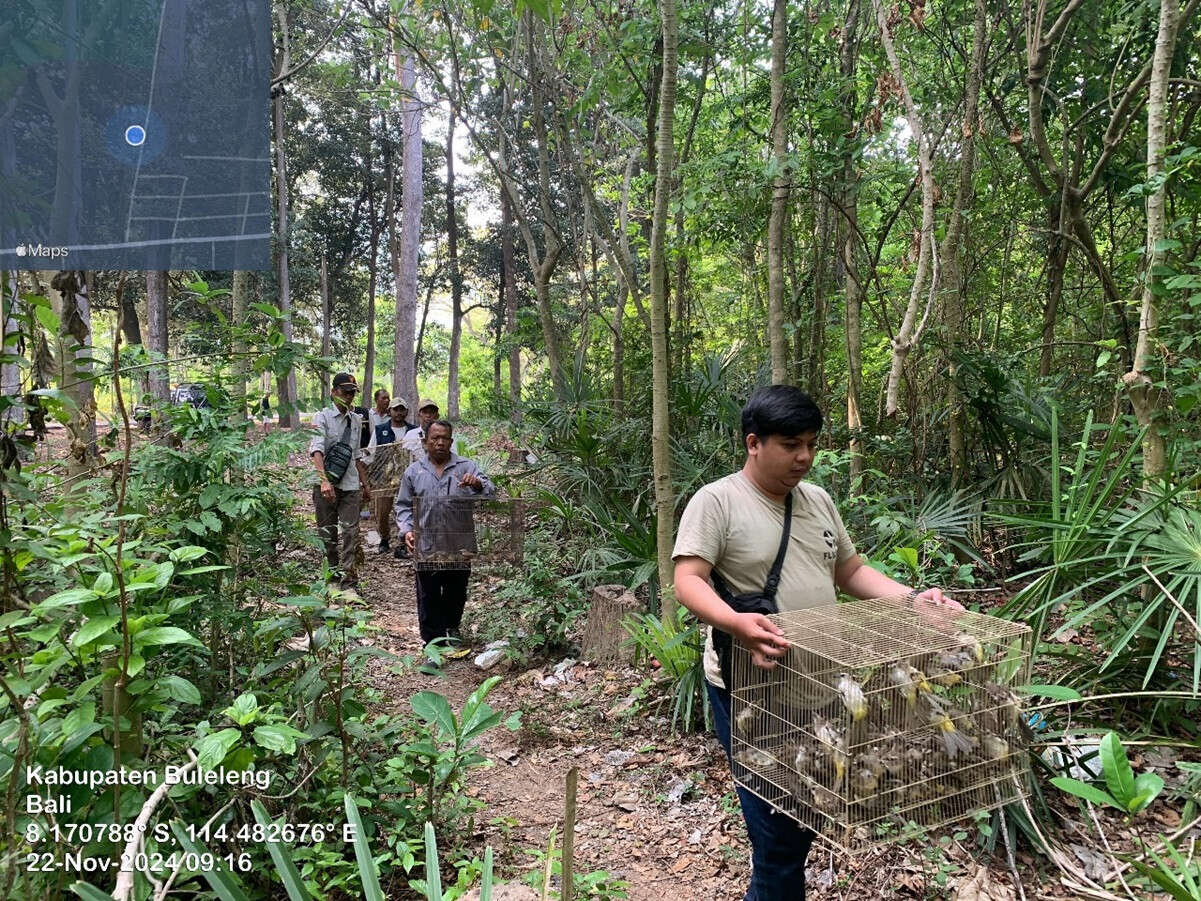 BKSDA Bali Melepasliarkan 310 Burung ke Alam Liar, Cegah Praktik Perdagangan Ilegal