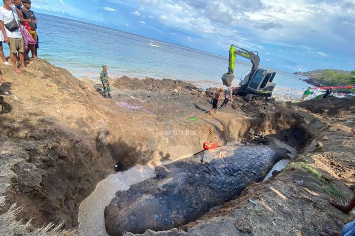 BKSDA Ungkap Hasil Nekropsi Paus Terdampar di Pantai Banyuning Karangasem, OMG!