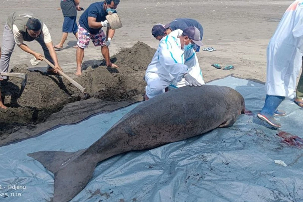 Mamalia Dugong Mati Terdampar di Pantai Perancak Jembrana, Ini Temuan BKSDA Bali